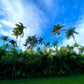 Fresh Heart of Palm - Free Shipping -