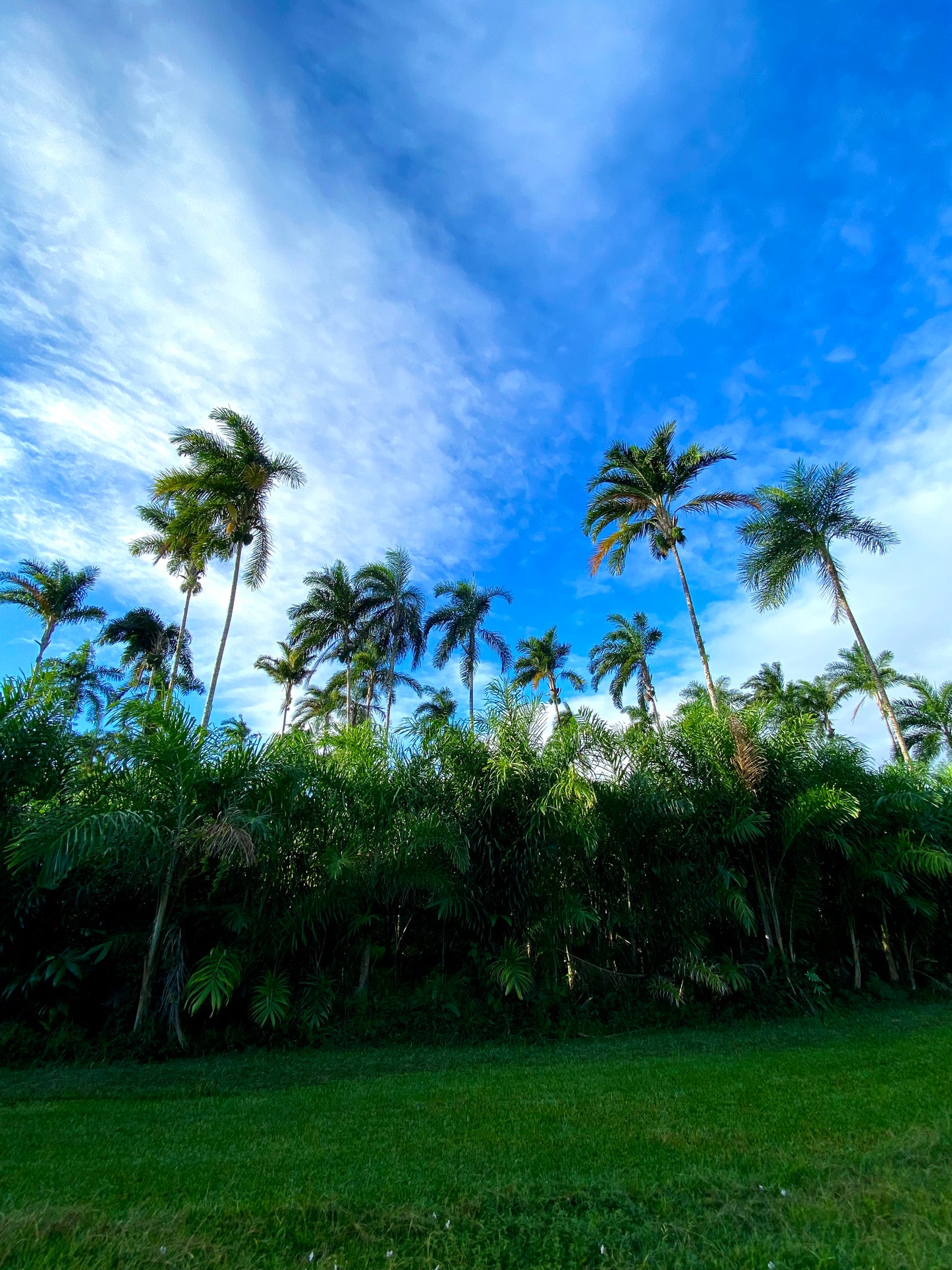 Fresh Heart of Palm - Free Shipping -