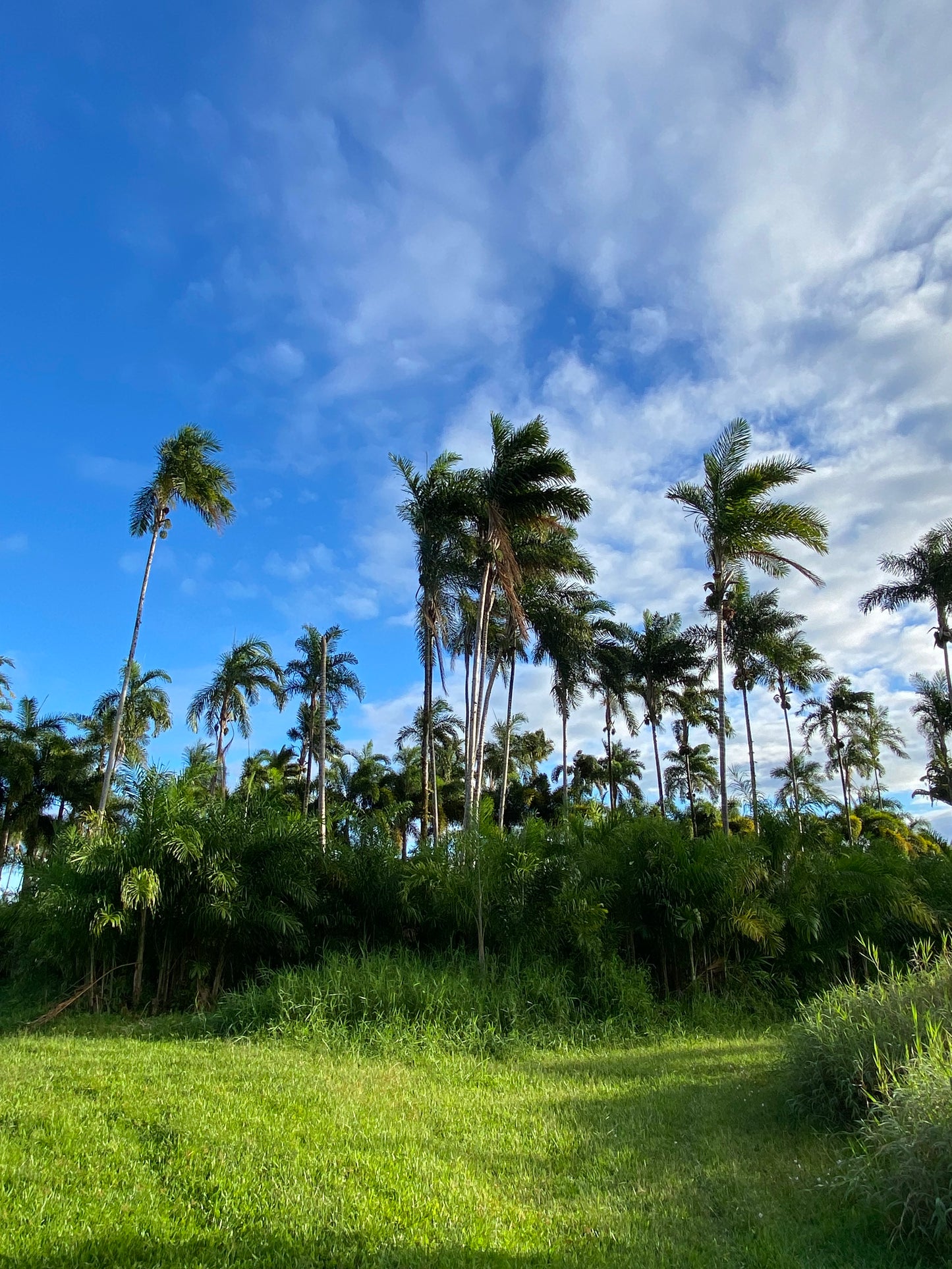 Fresh Heart of Palm