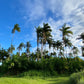 Fresh Heart of Palm - Free Shipping -