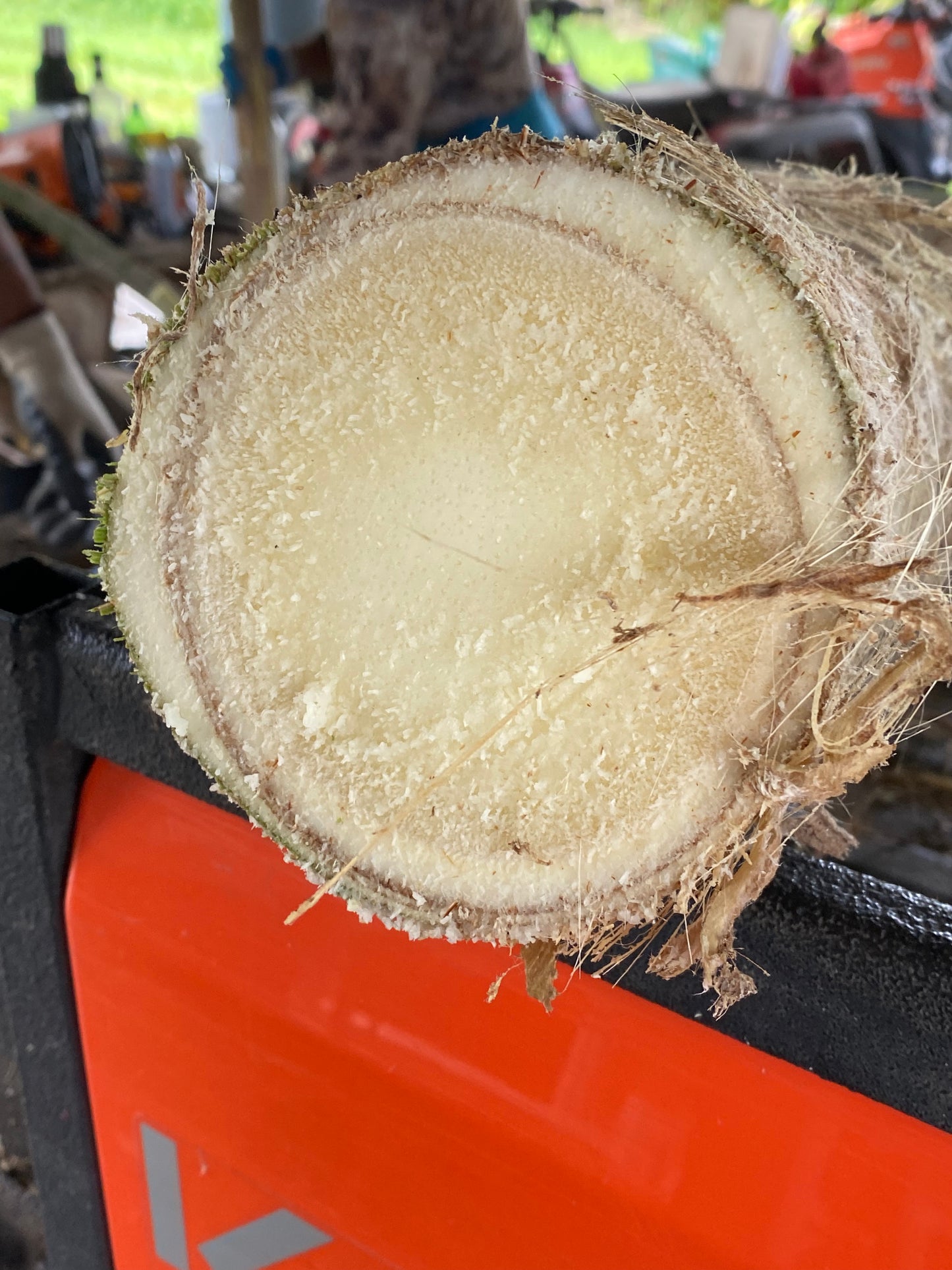Fresh Heart of Palm - Free Shipping -