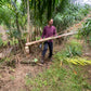 Fresh Heart of Palm - Free Shipping -