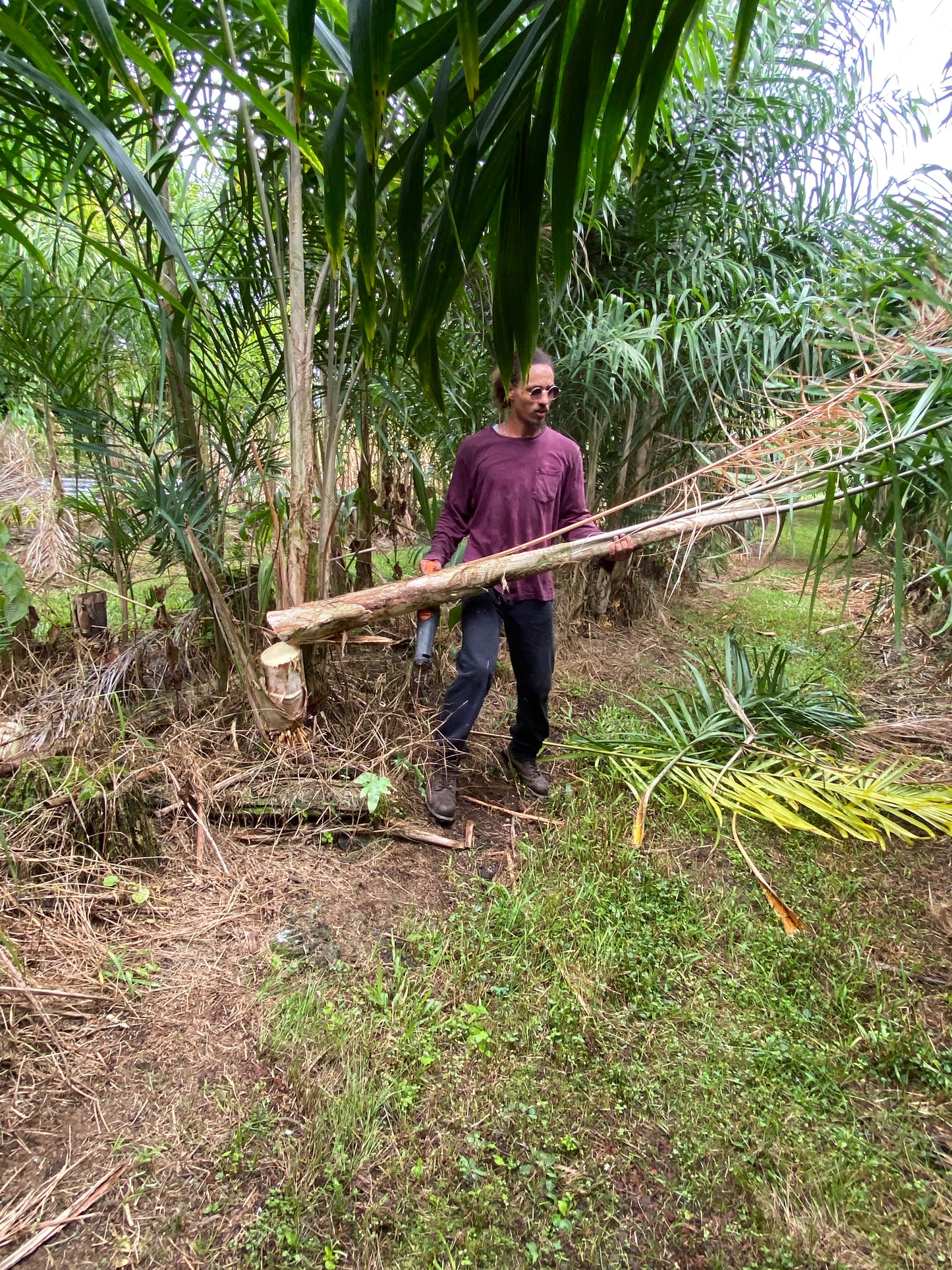 Fresh Heart of Palm - Free Shipping -