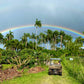 Fresh Heart of Palm - Free Shipping -