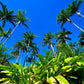 Fresh Heart of Palm - Free Shipping -