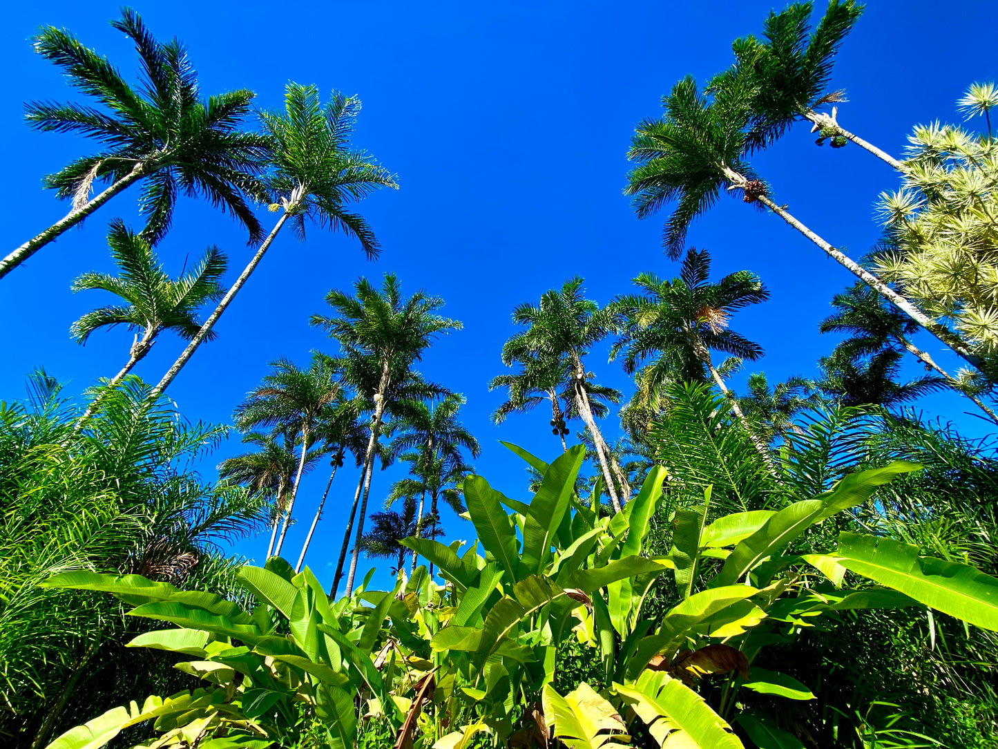 Fresh Heart of Palm - Free Shipping -