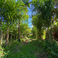 Fresh Heart of Palm - Free Shipping -
