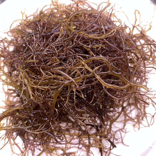 Kahuku Ogo (Seaweed)