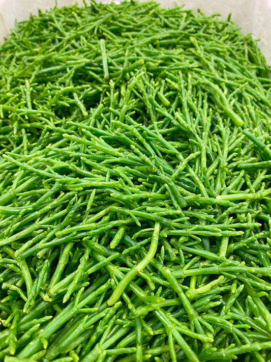 Sea Beanz